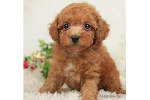 成約済の千葉県のトイプードル-211992の4枚目